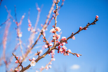 Beautiful spring tree blossom flowers First days of early springtime