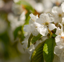 Clustered blooms  of cherry branches in the springtime