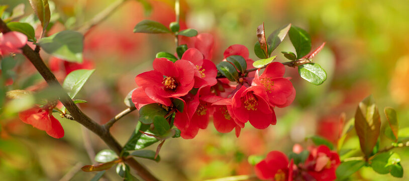 Clustered blooms of Chaenomeles japonica branches in the springtime