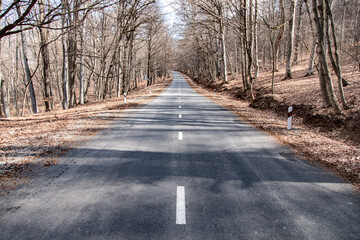  forest with country asphalt road