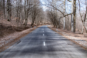  forest with country asphalt road