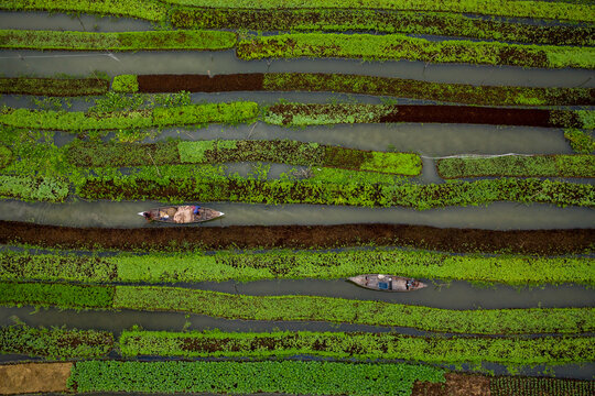 Aerial view of farmers doing the harvest with a canoe in a traditional floating vegetable garden in Banaripara, Barisal, Bangladesh.