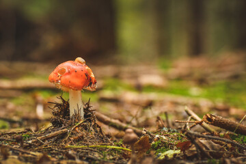 A small inedible mushroom, the red fly agaric grows on the substrate in the forest.