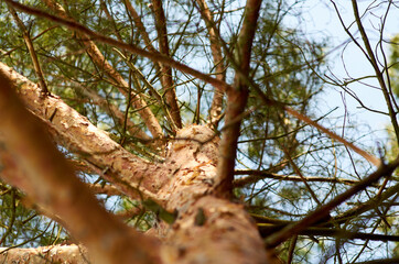 Looking up at the cloudy sky along of a large pine tree
