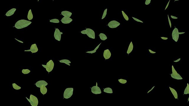 leaves falling With alpha Channel (Transparent background)