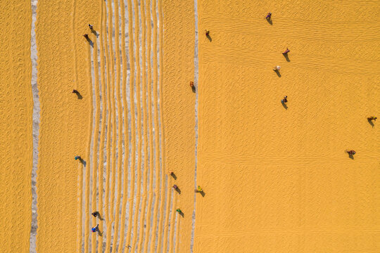 Aerial view of a few peasants working in a paddy field raking and drying the rice in Dhamrai, Dhaka province, Bangladesh.