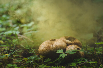 The mature Lycoperdon perlatum grows in the forest substrate. Numerous spores are in the air, the fungus has reached maturity.