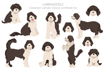 Labradoodle clipart. Different poses, coat colors set.