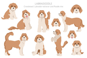 Obraz premium Labradoodle clipart. Different poses, coat colors set.