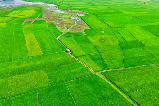 Aerial view of a hut in a vast agricultural field with a small lake in background, Gabtali, Rajshahi state, Bangladesh.