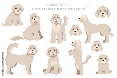 different labradoodle coats