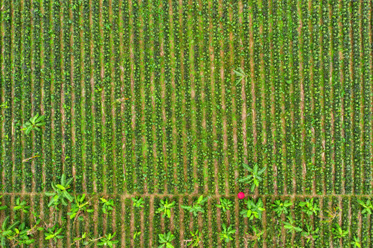 Aerial view of a person with a red umbrella standing in a pineapple garden near Madhupur city,  Dhaka, Bangladesh.