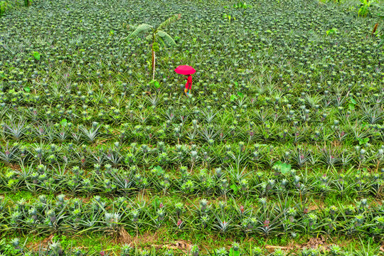 Aerial view of a person with a red umbrella standing in a pineapple garden near Madhupur city,  Dhaka, Bangladesh.