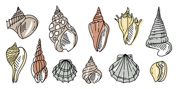 colorful Doodle Set of Sea shell. Various sea shell in outline. hand drawn flat illustration. 