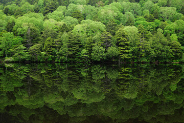 穏やかな池に新緑の森が写りこんだ