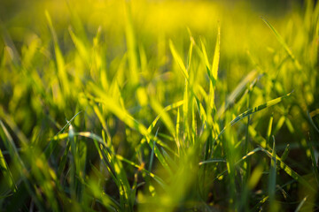 Closeup fresh green grass grow in a sunny spring garden.