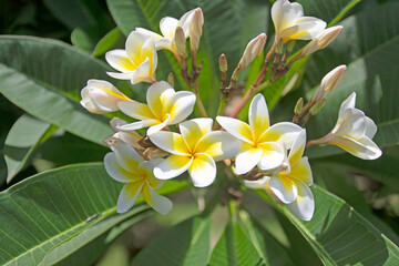Beautiful Plumeria flowers on the tree