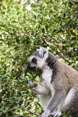 A Lemur sitting on a tree in Monkeyland, Plettenberg Bay, South Africa.