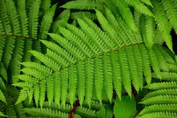 シダの葉が森の中で広がる