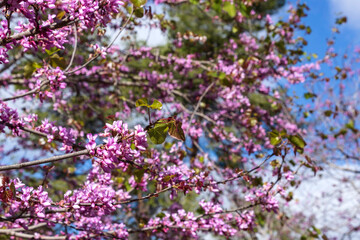 Fototapeta premium Branches of a blossoming pink-flowered Cercis tree on a background of blue sky with clouds.