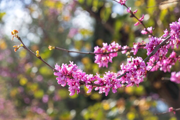 Branches of a blossoming pink flowers Cercis tree closeup on a blurred background