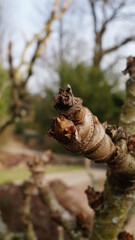The sprouts and flowers in the botanical garden in the spring