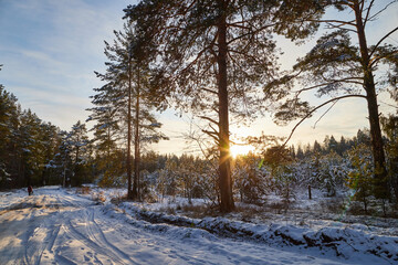 Spruce trees in forest in winter evening, roand on snow and sun on the background. Nature ladscape