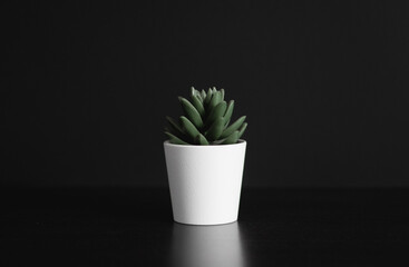 93 Plant Background Black minimal