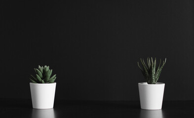 94 Green Plants Clean Background