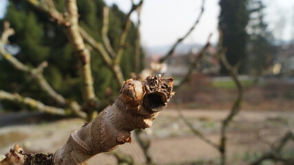 The sprouts and flowers in the botanical garden in the spring