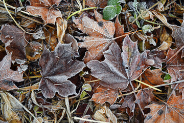 maple leaves covered with frost. texture