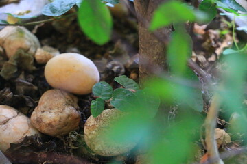 water drops on the rocks