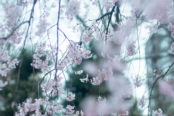 枝垂桜