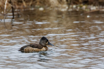 Female Ring-necked Duck, Aythya collaris, on the water