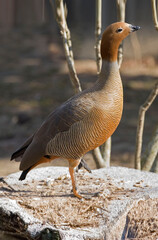 Vertical of a Ruddy-headed Goose, Chloephaga rubidiceps, relaxing