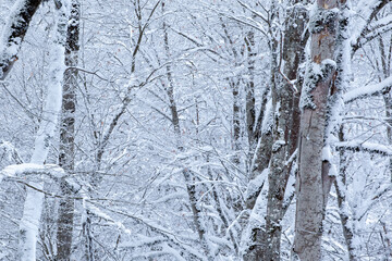 Winter forest with trees covered snow. Sabaduri forest.