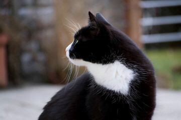 Profil einer schwarz weißen Katze zur Seite schauend  © Barton