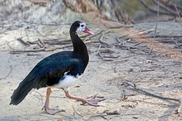Spur-winged Goose, Plectropterus gambensis, walking by the water