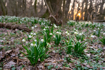 thousands of tozike leucojum flower in a forest in Csafordjanosfa Hungary