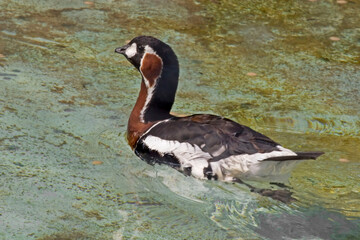 Red-breasted Goose, Branta ruficollis, on the water