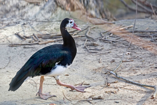 Spur-winged Goose, Plectropterus gambensis, walking by the water