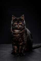 Adorable scottish black tabby cat on black background.