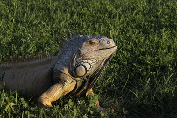 Fototapeta premium Monitor lizard