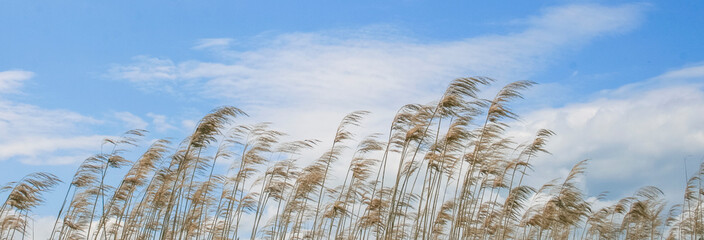 river reeds against the blue sky