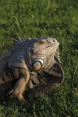 Obraz premium Monitor lizard