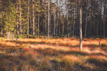 Nature reserve, Zieleniec peat bog with colorful grass.