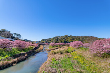 Obraz premium 静岡県賀茂郡南伊豆町 青野川沿いの河津桜