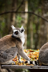Lemurs on a table full of fruits in Monkeyland, Plettenberg Bay, South Africa.