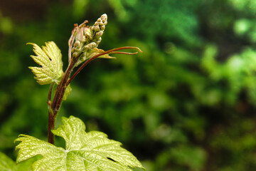 A young vine in a vineyard at dawn.close-up.selective focus