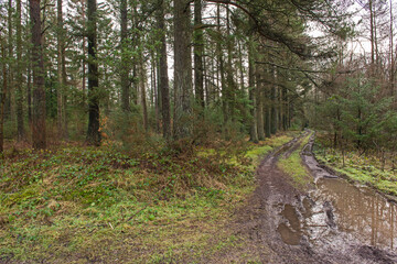 Footpath through rural countryside woodland forest